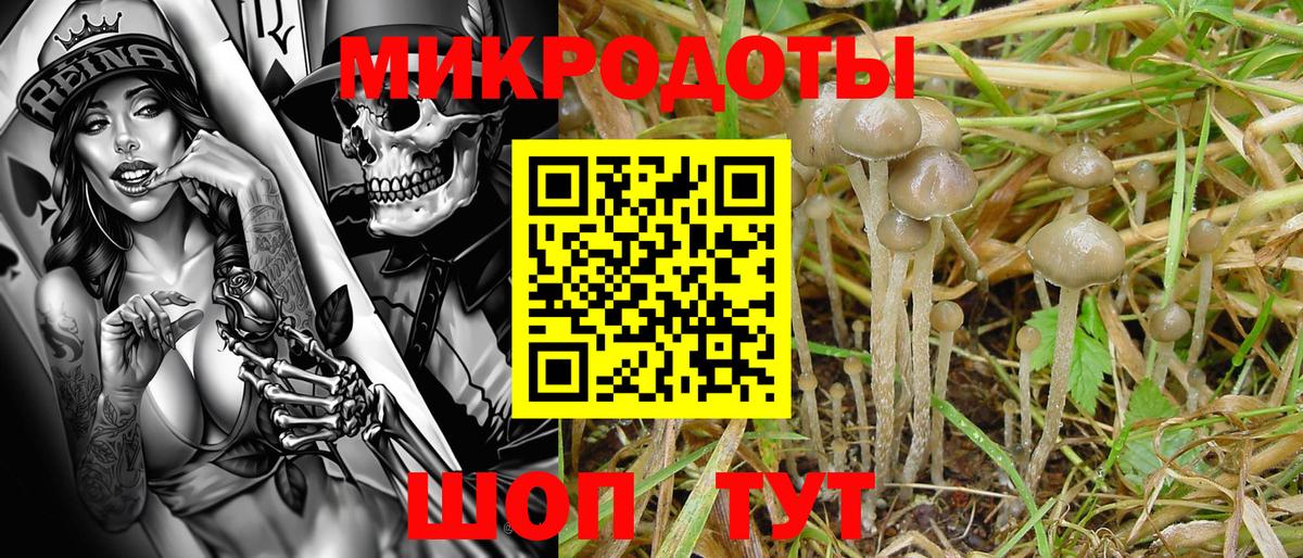 Псилоцибиновые грибы Psilocybine cubensis Усть-Кут