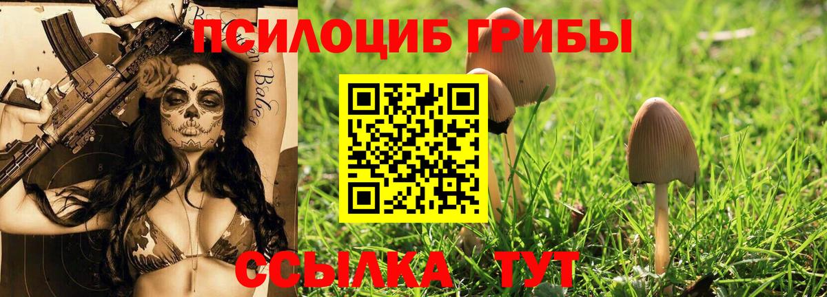 Усть-Кут  Галлюциногенные грибы Cubensis  Вход с VPN 